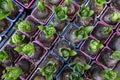 Young Hyacinthus orientalis bulbs in the ground in seedling trays at the greek garden shop - preparation for planting spring Royalty Free Stock Photo