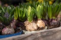 Young Hyacinthus orientalis bulbs in the ground in seedling trays at the greek garden shop - preparation for planting spring Royalty Free Stock Photo