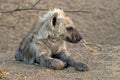 Young hyena