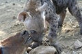Young hyena Royalty Free Stock Photo