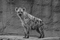 Young hyena Royalty Free Stock Photo