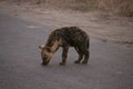 Young Hyena puppy Royalty Free Stock Photo
