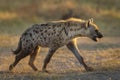 Young hyena walking in morning sun in Savuti in Botswana