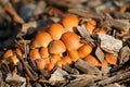 Young Hypholoma lateritium or Brick Tuft mushrooms Royalty Free Stock Photo
