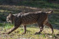 Young Iberian lynx in Spain