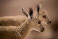 young ibex Royalty Free Stock Photo
