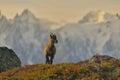 Young Ibex from French Alps Royalty Free Stock Photo