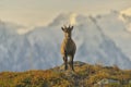 Young Ibex from French Alps