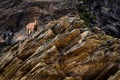 Young ibex on a rock in Gran Paradiso national park fauna wildlife, Italy Alps mountains Royalty Free Stock Photo