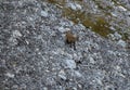 Young ibex on scree