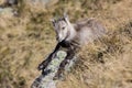 Young Ibex sits in the dry grass on a beautiful autumn day in Switzerland Royalty Free Stock Photo