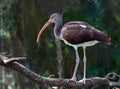 Young Ibis perching On A Tree