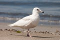 Young Iceland Gull (Larus glaucoides)