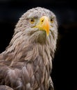 Young, immature bald eagle in close up facing camera