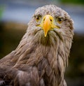 Young, immature bald eagle ilooking straight at camera in Germany