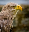 Young, immature bald eagle in right profile Royalty Free Stock Photo