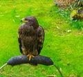 Young immature brown bald eagle also known as the sea eagle a beautiful bird of prey portrait Royalty Free Stock Photo