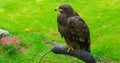 Young immature brown sea eagle also know as the bald eagle a beautiful scavenger bird from canada