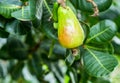 Young immature cashew nut