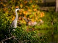 Young, immature great blue heron considers taking first leap to fly