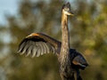 Young immature great blue heron stretches its wing in Venice