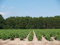 Young Immature Green Cotton Plants in a Field Royalty Free Stock Photo