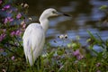 Young immature little blue heron with green legs and white feathers