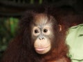 Young immature Orangutan with man