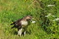 An immature redtail hawk perched in a tree and on the ground. Royalty Free Stock Photo