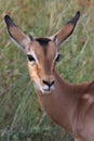 Young impala
