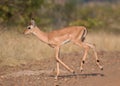 Young impala Royalty Free Stock Photo