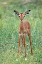 Young impala (Aepyceros melampus)