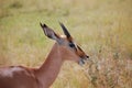 Young impala (Aepyceros melampus)