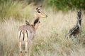 Young impala antelope and maggot hacking starling live in perfect symbiosis as the birds examine fur and skin for parasites.