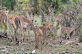 Young Impala antelopes Royalty Free Stock Photo
