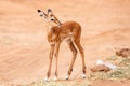 Young Impala baby stands and watching other antelopes in a game reserve