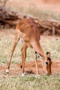 Young Impala baby stands and watching other antelopes in a game reserve