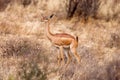 Young Impala baby stands and watching other antelopes in a game reserve