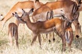 Young Impala baby stands and watching other antelopes in a game reserve,