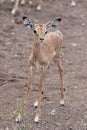 Young Impala calf looking at the camera Royalty Free Stock Photo