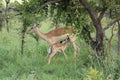 Young Impala feeding from mother Royalty Free Stock Photo