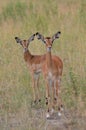 Young impala gazzelles in serengeti national park in tanzania Royalty Free Stock Photo