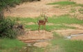 Young Impala at Kruger National Park Royalty Free Stock Photo