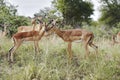 Young Impala love