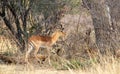 Young impala ram isolated in the bush Royalty Free Stock Photo