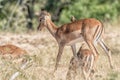 Young impala ram with red-billed oxpecker on its back