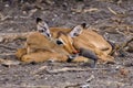 Young Impala with red-billed oxpecker in nature