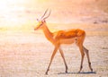 Young impala on safari game drive, Okavango region, Botswana