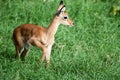 Young Impala