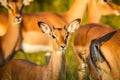 Young Impala starring at the camera.